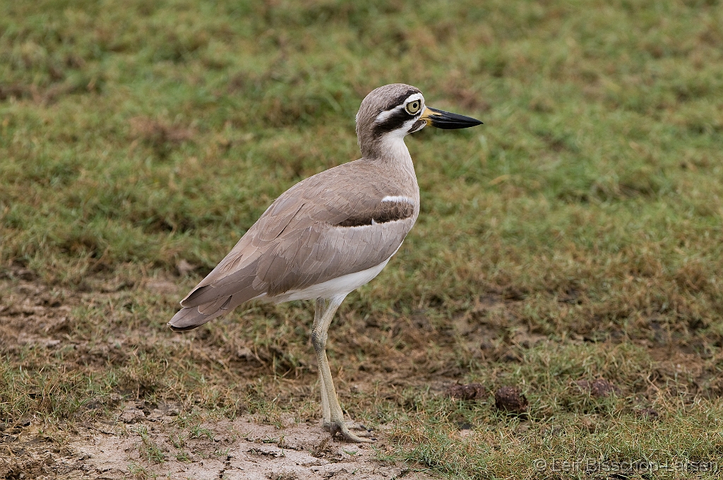 LBL1302957-1200 Great Thick-knee (Esacus recurvirostris)