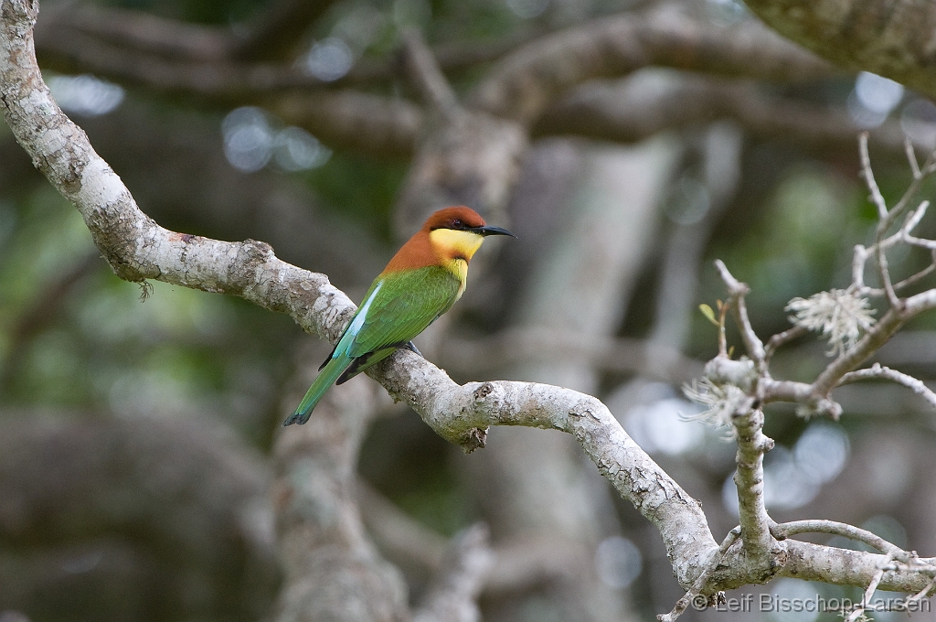 LBL1303008-1200 Chestnut-headed Bee-eater (Merops leschenaulti)