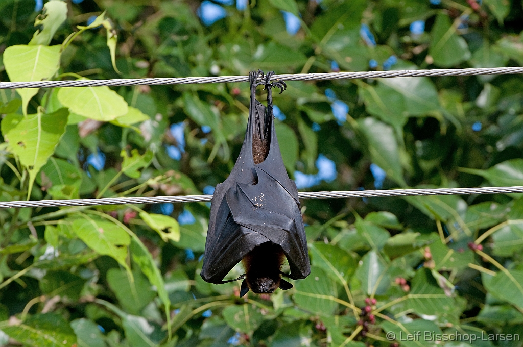 LBL1303088-1200 Common Flying-fox (Pteropus gigantheus) electrocuted.