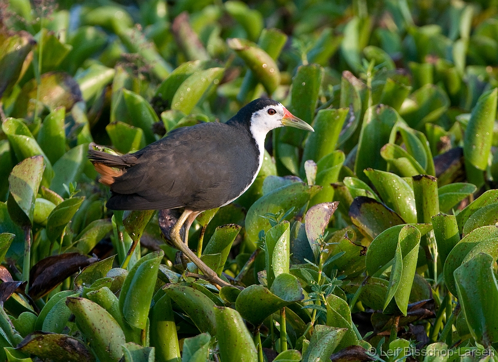 LBL1303153-1200 White-breasted Waterhen (Amaurornis phoenicurus)