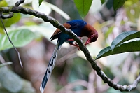 LBL1300164-1200 Sri Lanka Blue Magpie (Urocissa ornata)
