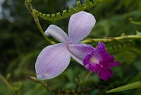 LBL1300391-1200 Bamboo orchid (Arundina graminifolia)