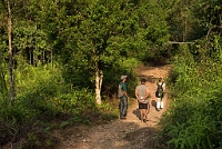 LBL1300393-1200 Walking in Sinharaja Rain Forest