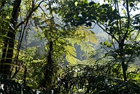 LBL1300414-1200 Rain forest with tree fern