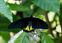 LBL1300649-1200 Sri Lankan Birdwing (Troides darsius)