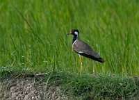 LBL1301341-1200 Red-wattled Lapwing (Vanellus indicus)