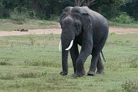 LBL1301841-1200 Asian Elephant (Elephas maximus)