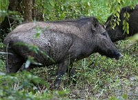 LBL1302021-1200 Wild Pig (Sus scrofa)