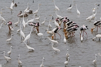 LBL1302871-1200 Mixed feeding flock with Great, Intermediate and Little Egret, Spoonbill, Painted Stork and Spot-billed Pelican