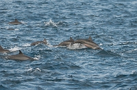 LBL1303354-1200 Spinner Dolphin (Stenella longirostris)