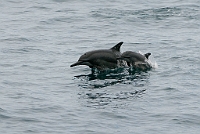 LBL1303534-1200 Spinner Dolphin (Stenella longirostris)