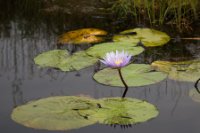 LBL1800129-1200  Water-Lily, Mabamba Swamps. © Leif Bisschop-Larsen / Naturfoto