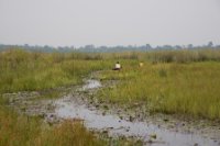 LBL1800149-1200  Mabamba Swamps. © Leif Bisschop-Larsen / Naturfoto