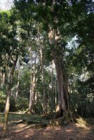 LBL1800189-1200  Mpanga Forest. © Leif Bisschop-Larsen / Naturfoto
