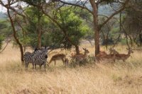 LBL1800237-1200  Zebra, Equus quagga and Impala, Aepyceros melampus, Mburo Nat. Park. © Leif Bisschop-Larsen / Naturfoto