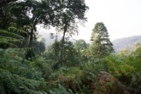 LBL1800293-1200  Bwindi Forest. © Leif Bisschop-Larsen / Naturfoto