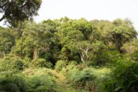 LBL1800302-1200  Bwindi Forest. © Leif Bisschop-Larsen / Naturfoto