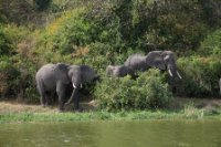 LBL1800497-1200  Elephant, Laxodonta africana, Kazinga Channel. © Leif Bisschop-Larsen / Naturfoto
