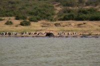 LBL1800524-1200  Gulls, Cormorants, Bufalo and Hippopotamus, Kazinga Channel. © Leif Bisschop-Larsen / Naturfoto