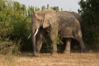 LBL1800533-1200  Bush Elephant, Laxodonta africana, Queen Elizabeth National Park. © Leif Bisschop-Larsen / Naturfoto