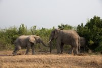 LBL1800537-1200  Bush Elephant, Laxodonta africana, Queen Elizabeth National Park. © Leif Bisschop-Larsen / Naturfoto