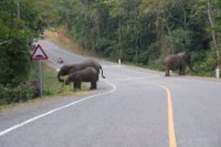 LBL1800579-1200  Elephants on the road stopped trafic, Kibale Forest. © Leif Bisschop-Larsen / Naturfoto