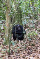 LBL1800601-1200  Chimpanzee, Pan troglodytes, Kibale Forest. © Leif Bisschop-Larsen / Naturfoto