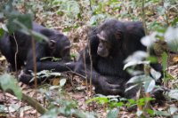 LBL1800657-1200  Chimpanzee, Pan troglodytes, Kibale Forest. © Leif Bisschop-Larsen / Naturfoto