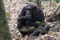 LBL1800683-1200  Chimpanzee, Pan troglodytes, Kibale Forest. © Leif Bisschop-Larsen / Naturfoto