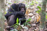 LBL1800695-1200  Chimpanzee, Pan troglodytes, Kibale Forest. © Leif Bisschop-Larsen / Naturfoto