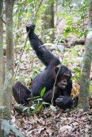 LBL1800718-1200  Chimpanzee, Pan troglodytes, Kibale Forest. © Leif Bisschop-Larsen / Naturfoto