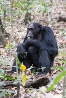 LBL1800734-1200  Chimpanzee, Pan troglodytes, Kibale Forest. © Leif Bisschop-Larsen / Naturfoto