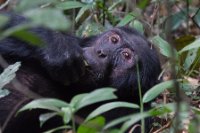 LBL1800747-1200  Chimpanzee, Pan troglodytes, Kibale Forest. © Leif Bisschop-Larsen / Naturfoto