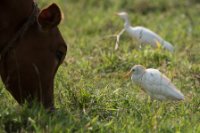 LBL1801491-1200  Cattle Egret, Bubulcus ibis. © Leif Bisschop-Larsen / Naturfoto