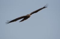 LBL1801522-1200  Black Kite, Milvus migrans. © Leif Bisschop-Larsen / Naturfoto