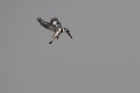 LBL1801571-1200  Pied Kingfisher, Ceryle rudis. © Leif Bisschop-Larsen / Naturfoto