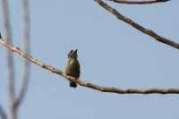 LBL1801641-1200  Yellow-throated Tinkerbird, Pogoniulus subsulphureus. © Leif Bisschop-Larsen / Naturfoto