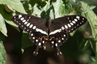 LBL1801670-1200  Butterfly, Mpanga Forest. © Leif Bisschop-Larsen / Naturfoto