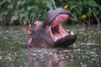 LBL1801884-1200  Hippopotamus, Hippopotamus amphibius. © Leif Bisschop-Larsen / Naturfoto