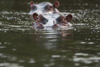 LBL1802110-1200  Hippopotamus, Hippopotamus amphibius. © Leif Bisschop-Larsen / Naturfoto