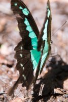 LBL1802514-1200  Butterfly, Bwindi Forest. © Leif Bisschop-Larsen / Naturfoto
