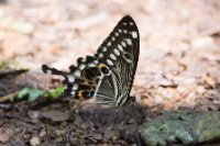 LBL1802524-1200  Butterfly, Bwindi Forest. © Leif Bisschop-Larsen / Naturfoto
