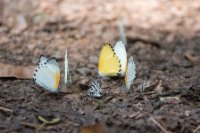LBL1802533-1200  Butterfly, Bwindi Forest. © Leif Bisschop-Larsen / Naturfoto