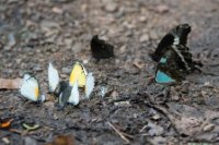 LBL1802540-1200  Butterfly, Bwindi Forest. © Leif Bisschop-Larsen / Naturfoto