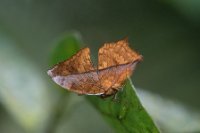 LBL1802544-1200  Butterfly, Bwindi Forest. © Leif Bisschop-Larsen / Naturfoto
