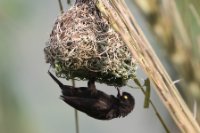 LBL1802597-1200  Vieillot's Black Weaver, Ploceus nigerrimus. © Leif Bisschop-Larsen / Naturfoto