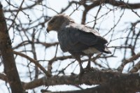 LBL1802655-1200  Western Banded Snake Eagle, Circaetus cinerascens. © Leif Bisschop-Larsen / Naturfoto