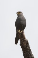 LBL1802684-1200  Grey Kestrel, Falco ardosiaceus.© Leif Bisschop-Larsen / Naturfoto
