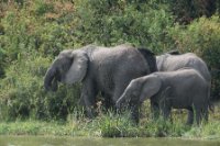 LBL1802837-1200  Bush Elephant, Laxodonta africana. © Leif Bisschop-Larsen / Naturfoto