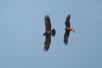 LBL1803097-1200  Wahlberg's Eagle, Hieraaetus wahlbergi chased by Black Kite, Milvus migrans. Note probable kite nestling in eagles claws, © Leif Bisschop-Larsen / Naturfoto